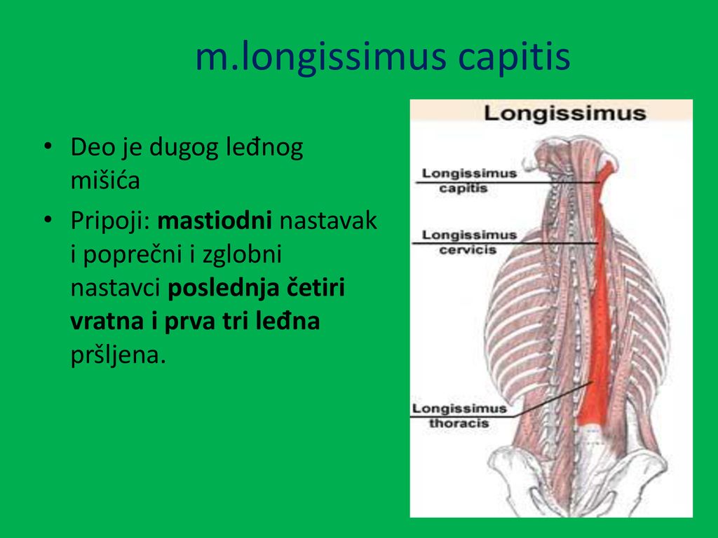m.longissimus capitis Deo je dugog leđnog mišića