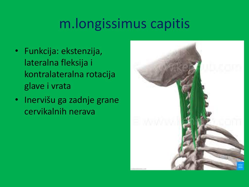 m.longissimus capitis Funkcija: ekstenzija, lateralna fleksija i kontralateralna rotacija glave i vrata.