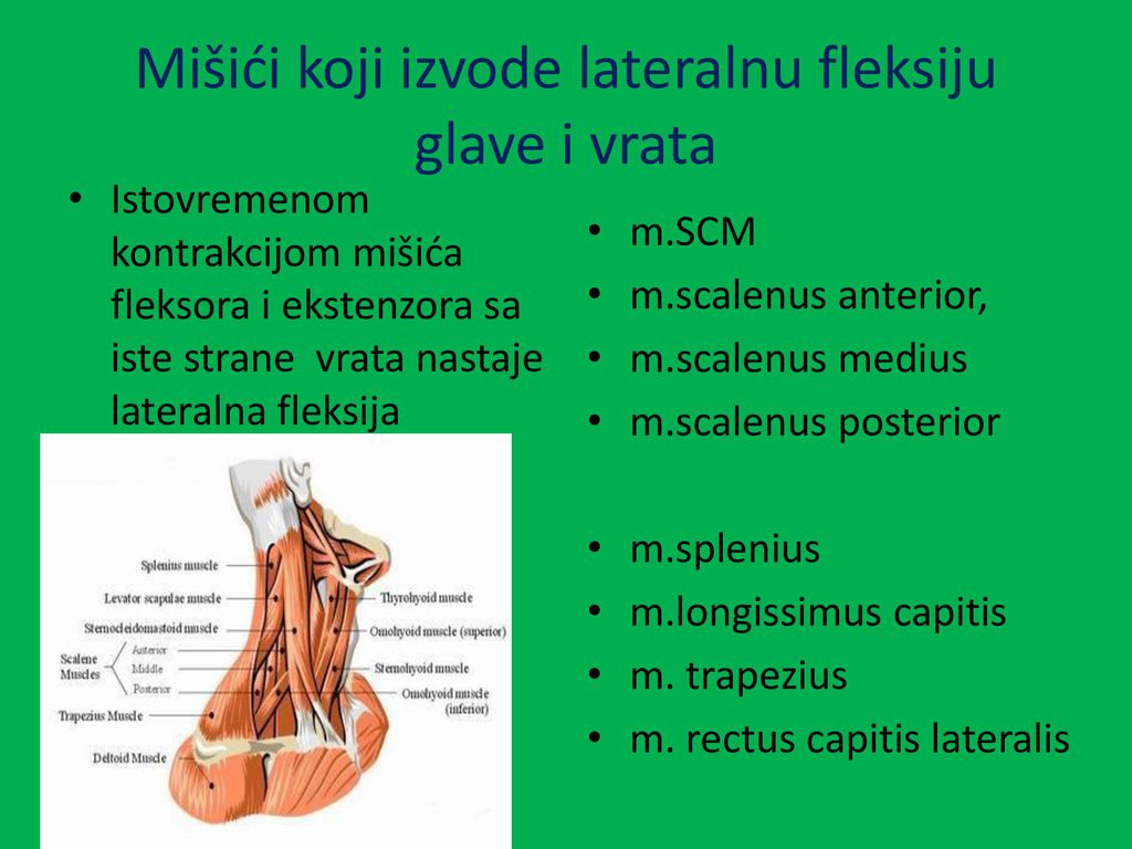 Mišići koji izvode lateralnu fleksiju glave i vrata
