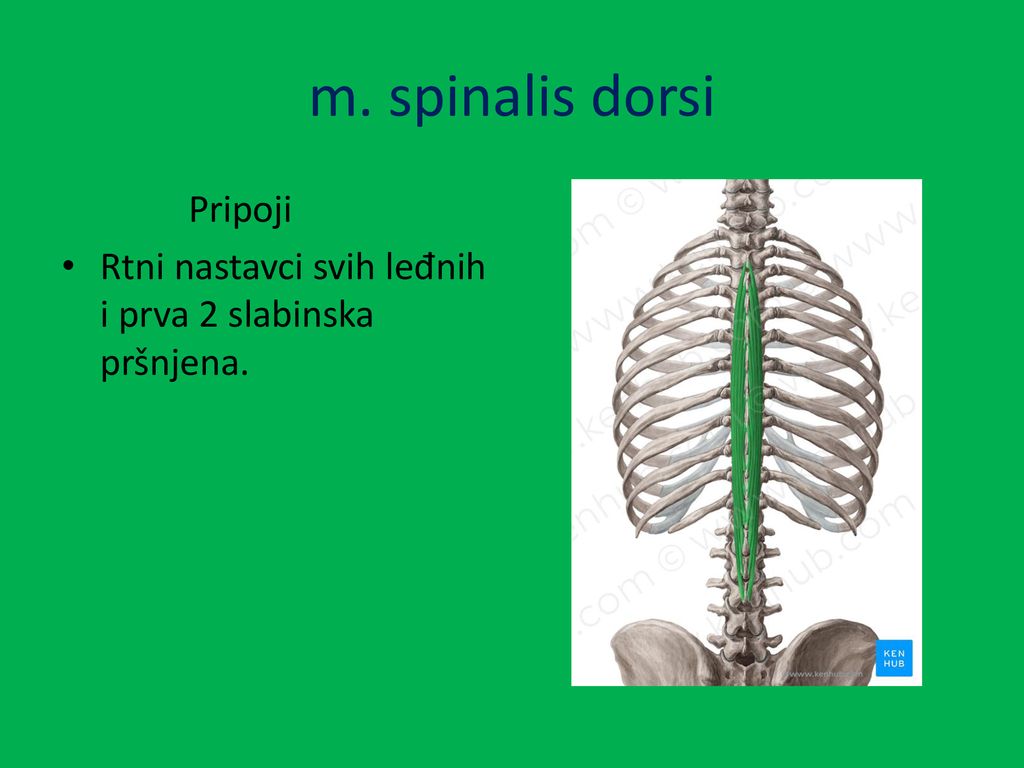 m. spinalis dorsi Pripoji