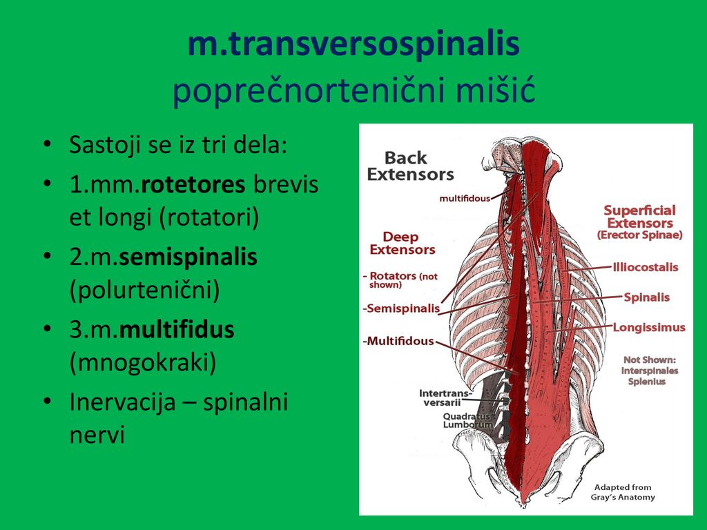 m.transversospinalis poprečnortenični mišić