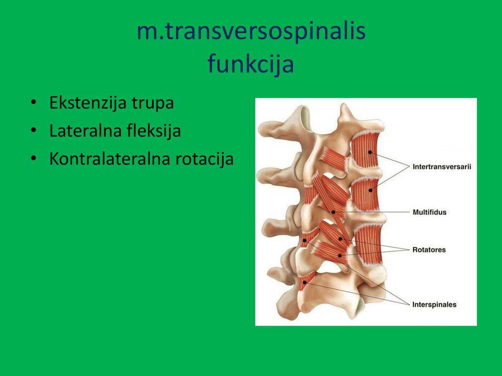 m.transversospinalis funkcija