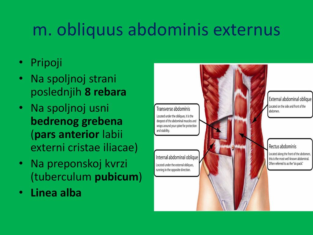 m. obliquus abdominis externus
