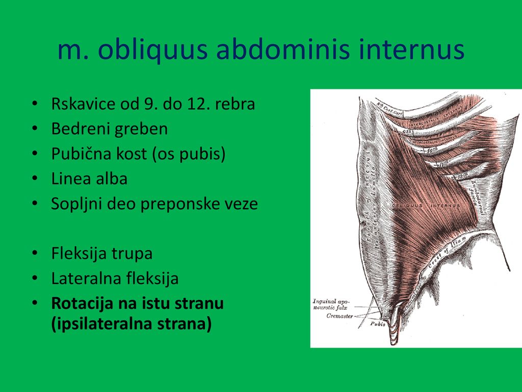 m. obliquus abdominis internus