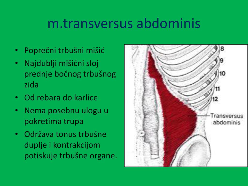 m.transversus abdominis