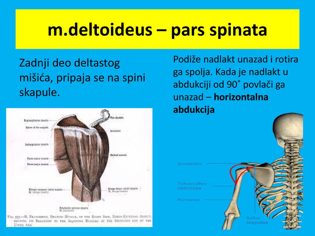 m.deltoideus – pars spinata