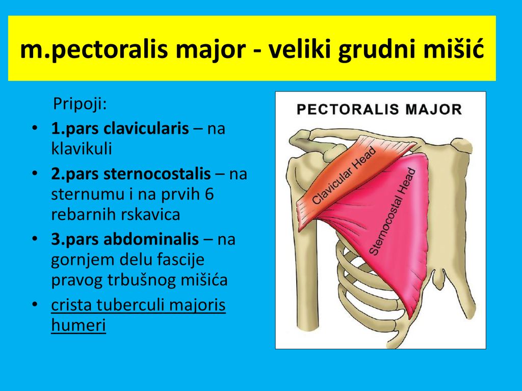 m.pectoralis major - veliki grudni mišić