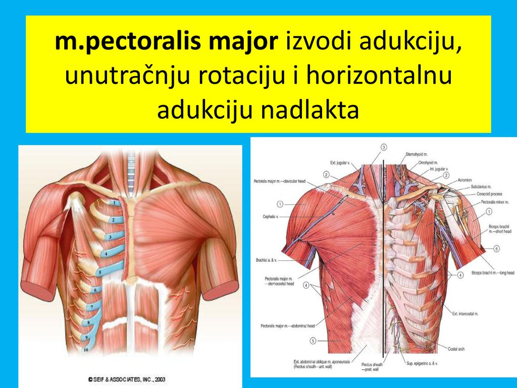 m.pectoralis major izvodi adukciju, unutračnju rotaciju i horizontalnu adukciju nadlakta