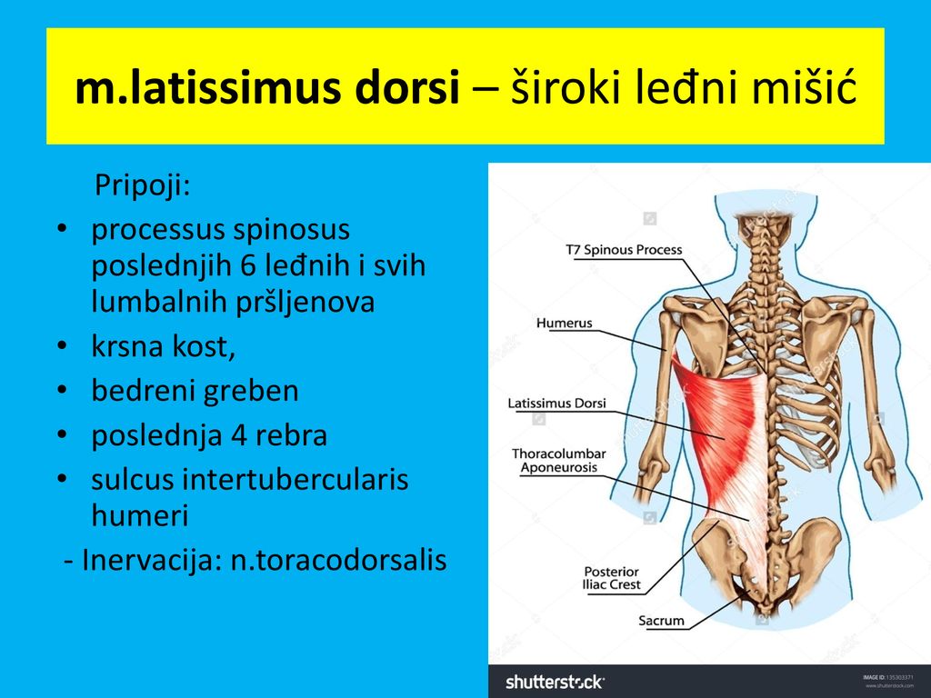 m.latissimus dorsi – široki leđni mišić
