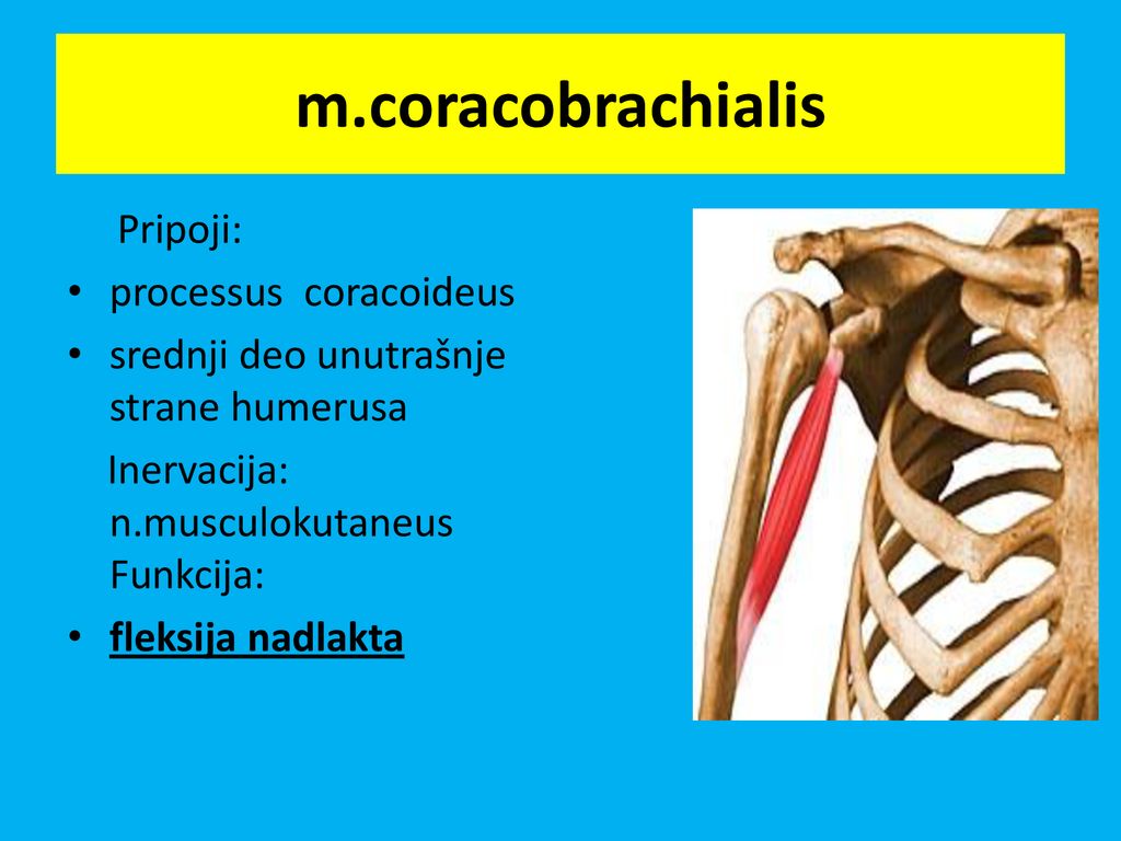 m.coracobrachialis Pripoji: processus coracoideus