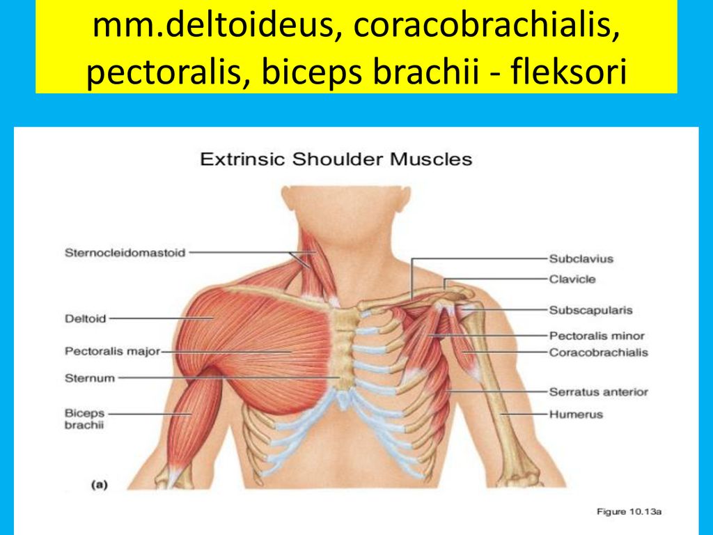 mm.deltoideus, coracobrachialis, pectoralis, biceps brachii - fleksori