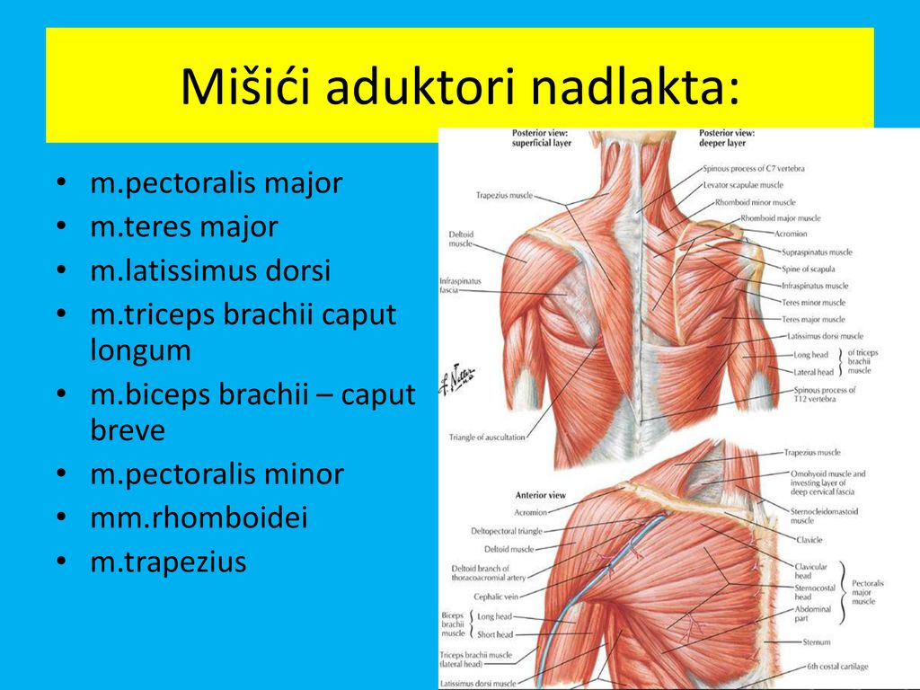 Mišići aduktori nadlakta: