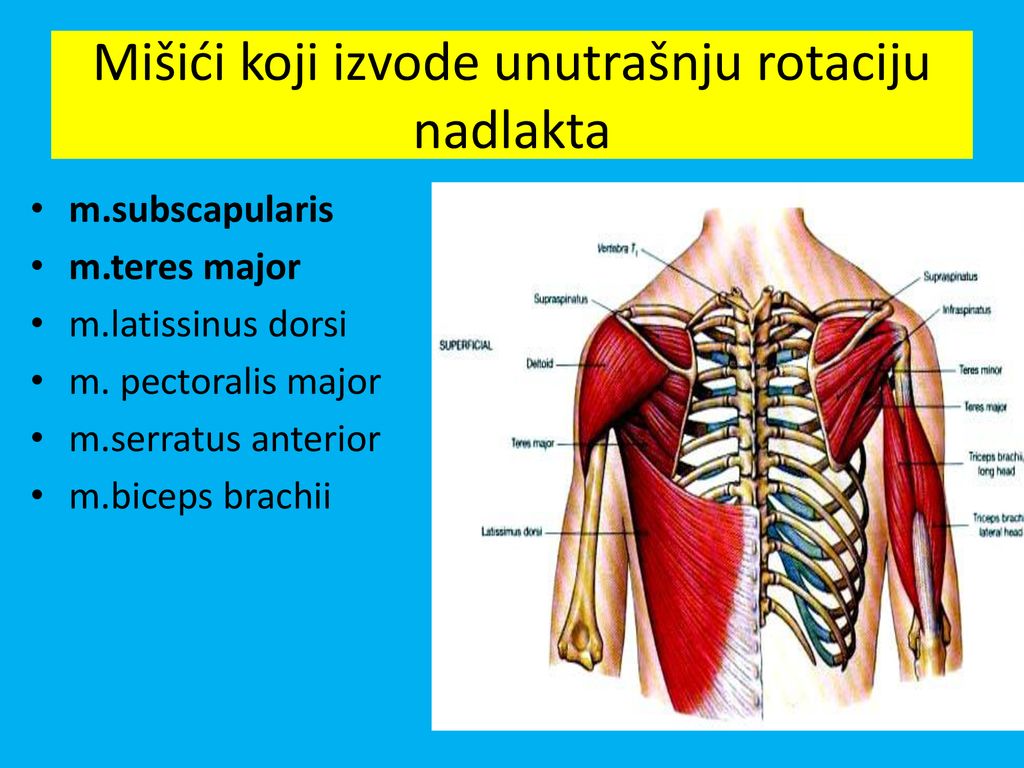 Mišići koji izvode unutrašnju rotaciju nadlakta