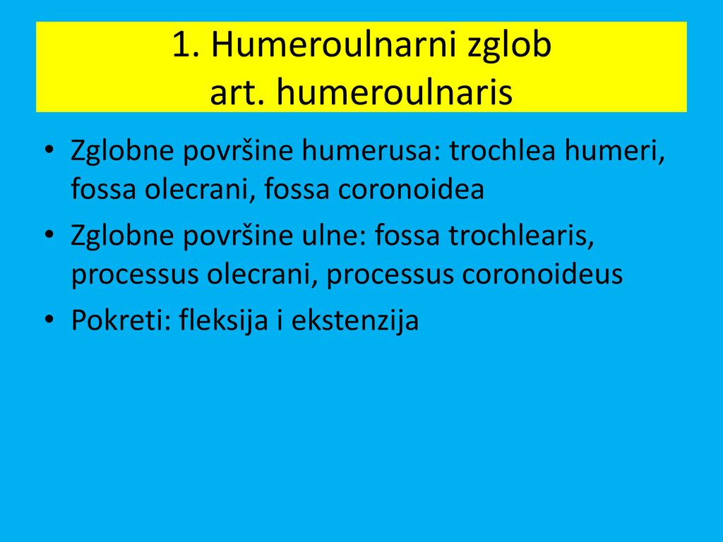 1. Humeroulnarni zglob art. humeroulnaris