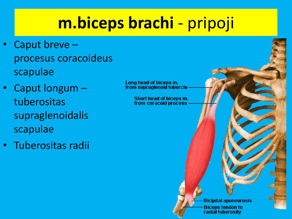 m.biceps brachi - pripoji