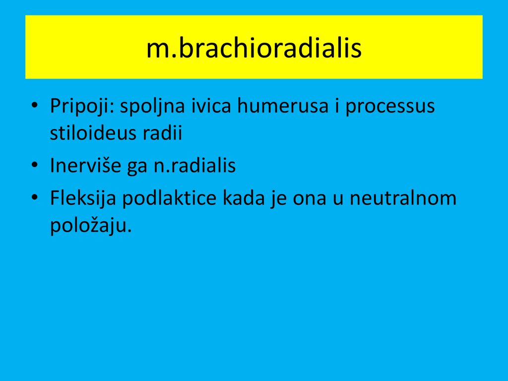 m.brachioradialis Pripoji: spoljna ivica humerusa i processus stiloideus radii. Inerviše ga n.radialis.