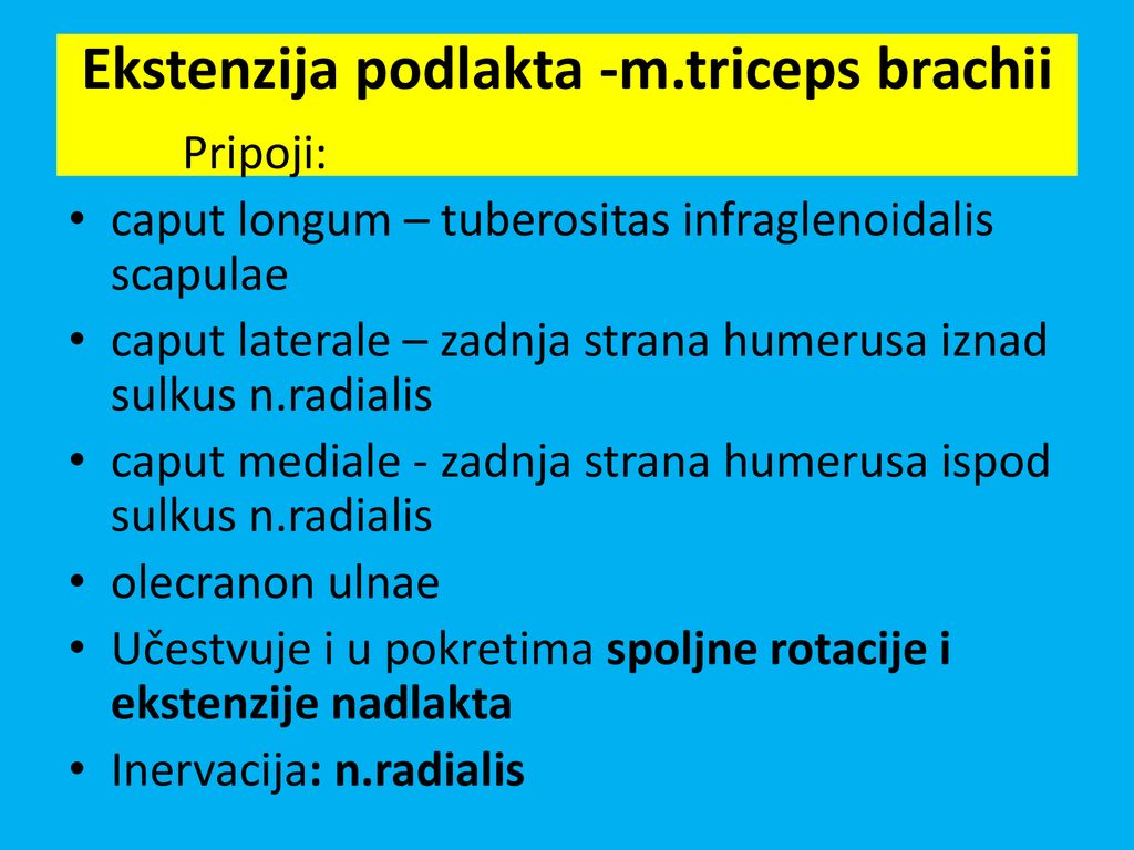Ekstenzija podlakta -m.triceps brachii