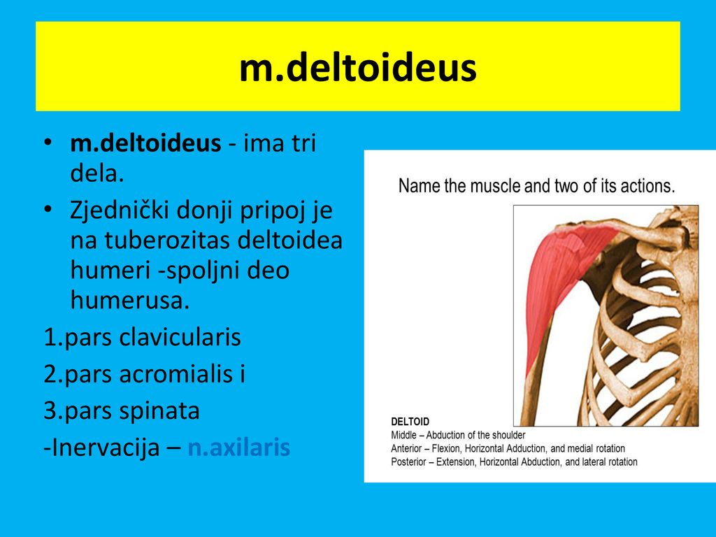 m.deltoideus m.deltoideus - ima tri dela.