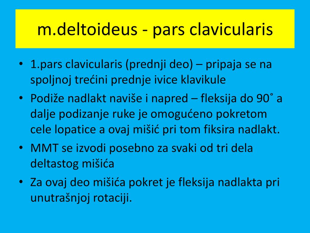 m.deltoideus - pars clavicularis