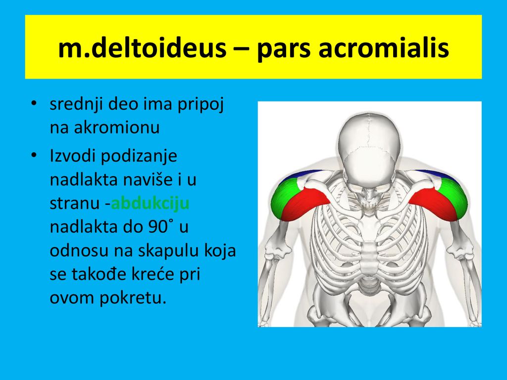 m.deltoideus – pars acromialis