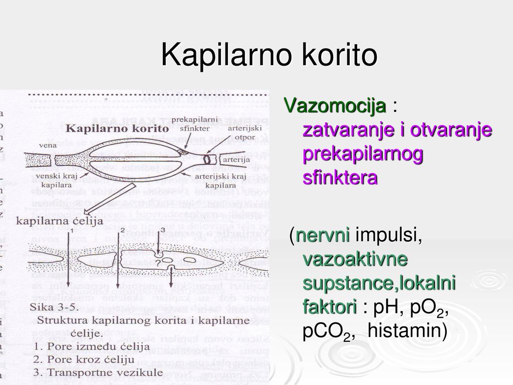 Kapilarno korito Vazomocija : zatvaranje i otvaranje prekapilarnog sfinktera.