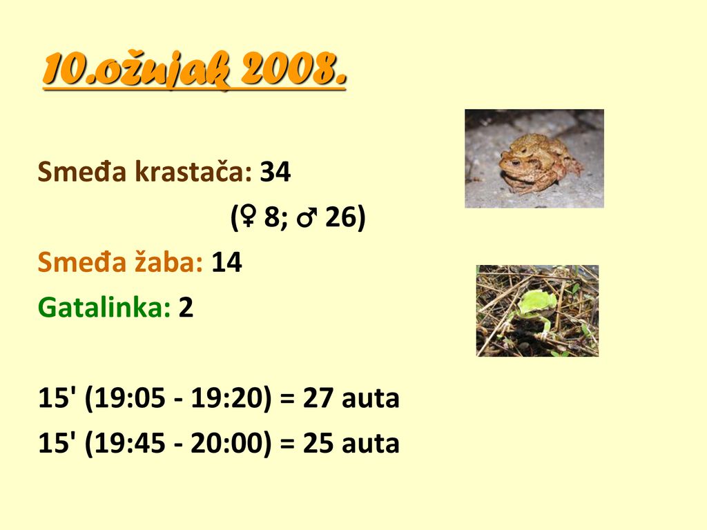 10.ožujak Smeđa krastača: 34 (♀ 8; ♂ 26) Smeđa žaba: 14