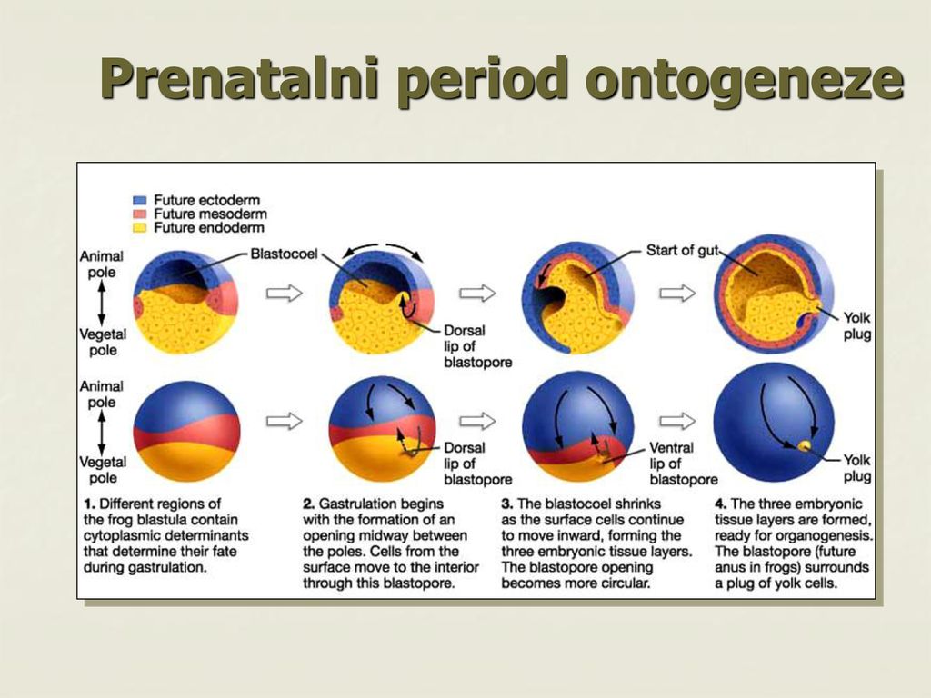 Prenatalni period ontogeneze