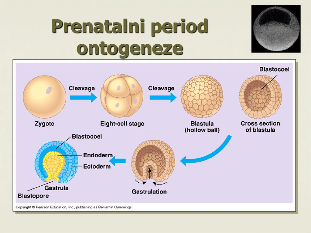 Prenatalni period ontogeneze