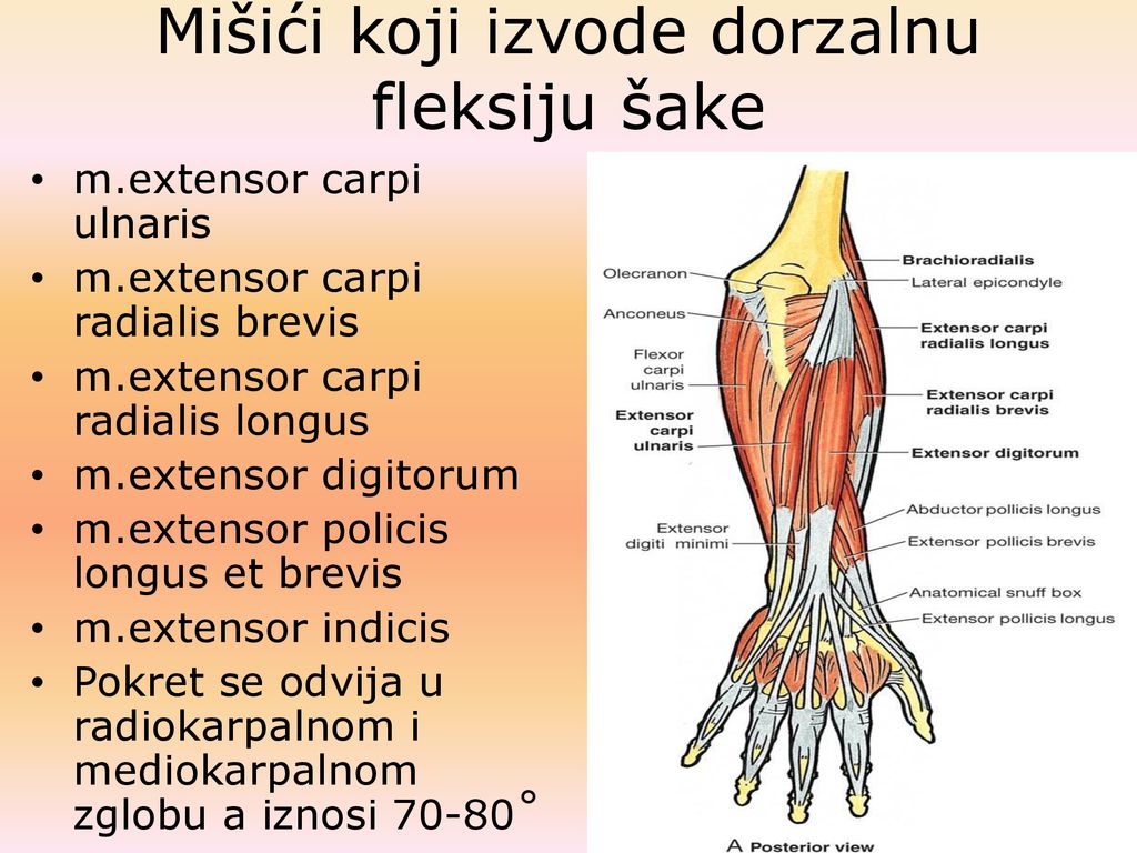 Mišići koji izvode dorzalnu fleksiju šake