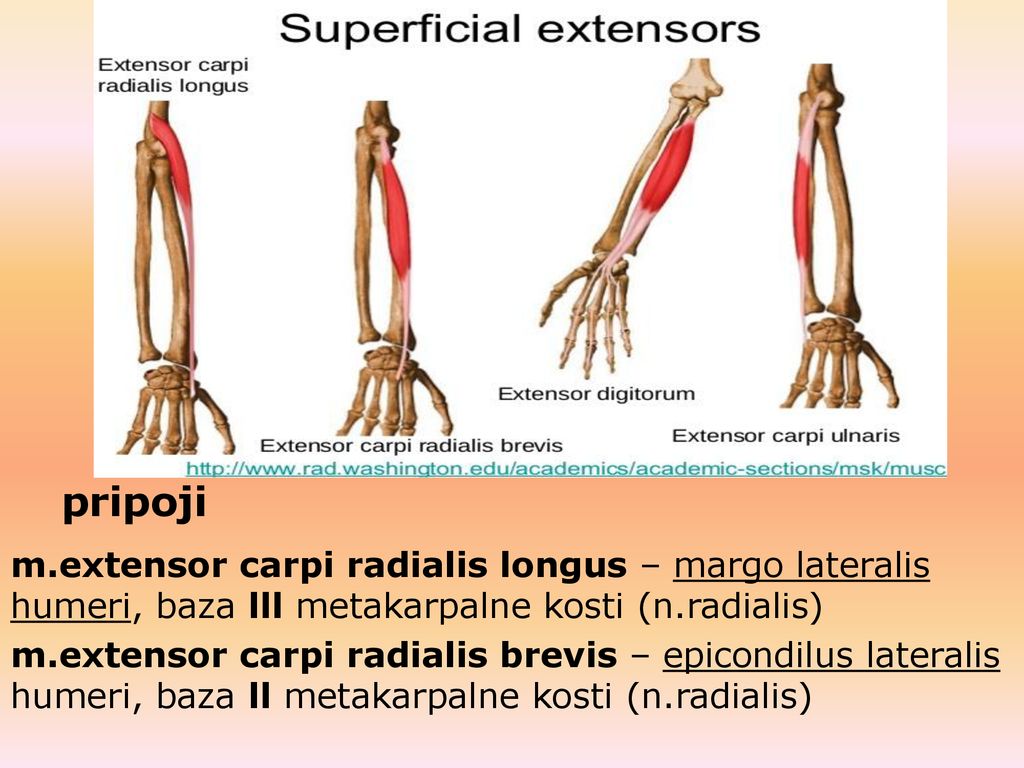 pripoji m.extensor carpi radialis longus – margo lateralis humeri, baza lll metakarpalne kosti (n.radialis)