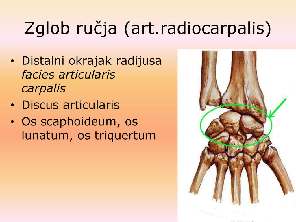 Zglob ručja (art.radiocarpalis)