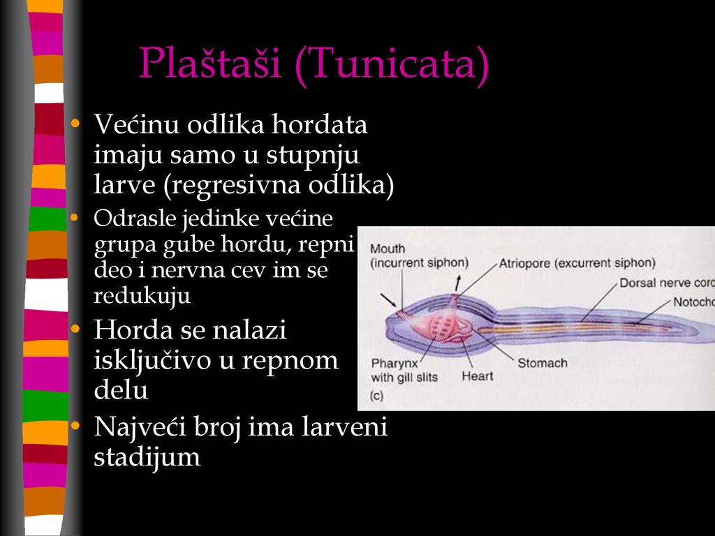 Plaštaši (Tunicata) Većinu odlika hordata imaju samo u stupnju larve (regresivna odlika)