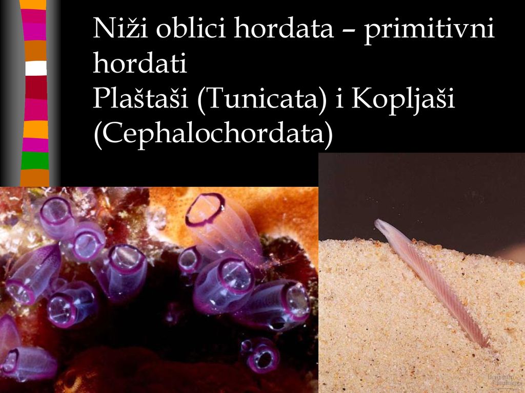 Niži oblici hordata – primitivni hordati Plaštaši (Tunicata) i Kopljaši (Cephalochordata)