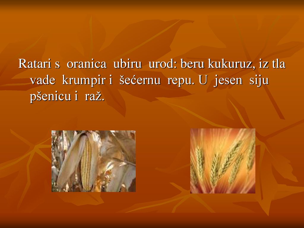 Ratari s oranica ubiru urod: beru kukuruz, iz tla vade krumpir i šećernu repu.