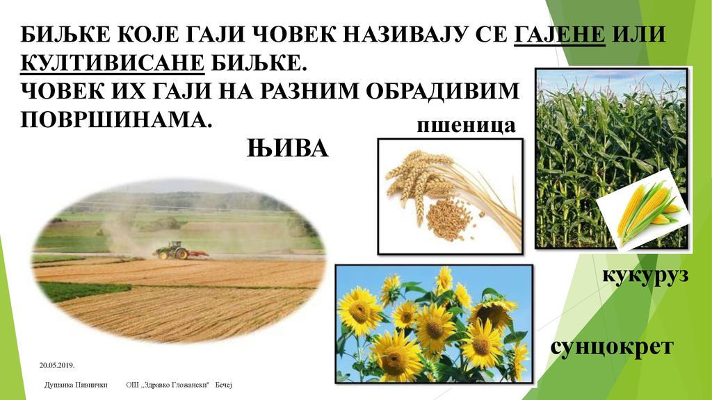 ЊИВА сунцокрет пшеница кукуруз
