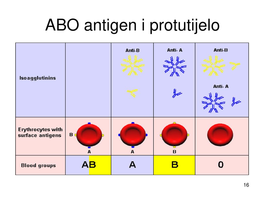 ABO antigen i protutijelo