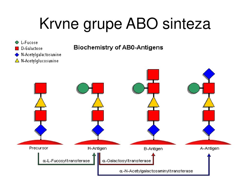 Krvne grupe ABO sinteza