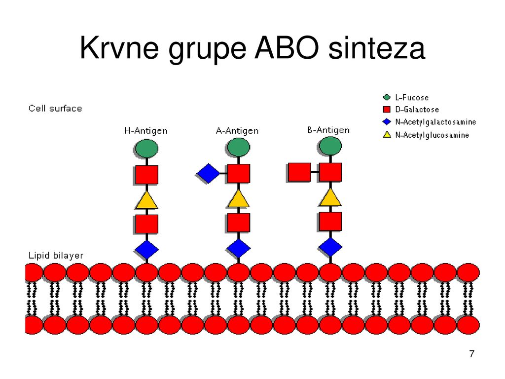 Krvne grupe ABO sinteza