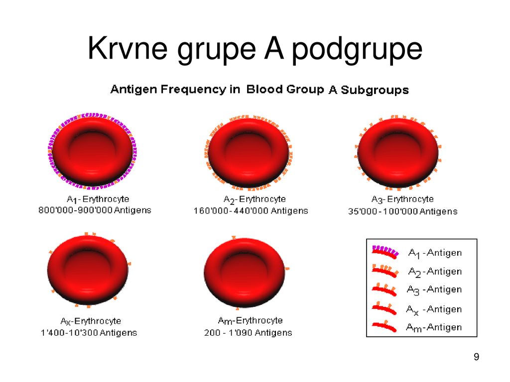 Krvne grupe A podgrupe