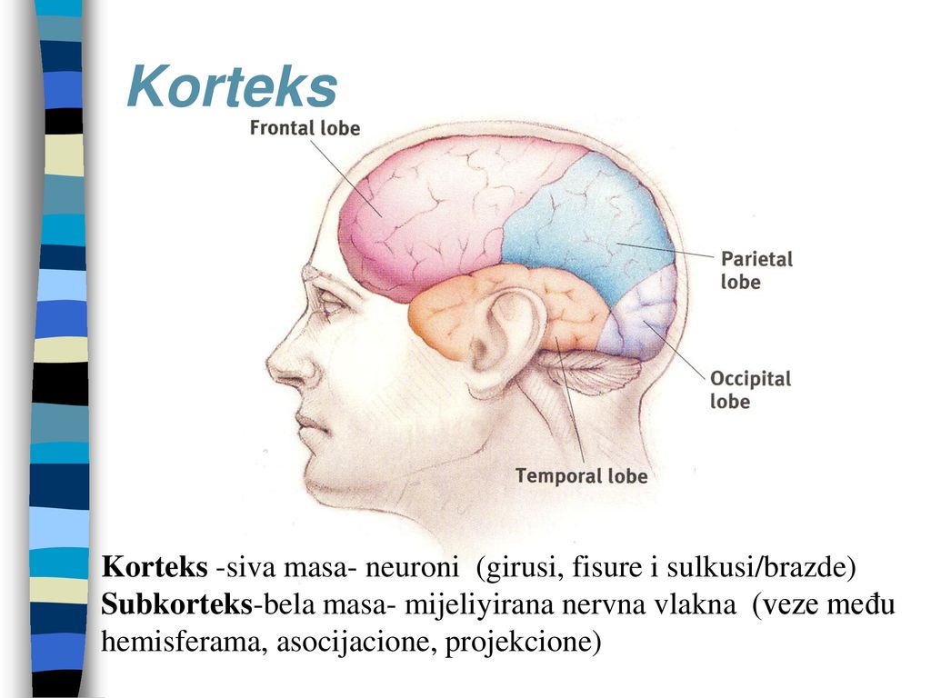 Korteks Korteks -siva masa- neuroni (girusi, fisure i sulkusi/brazde)