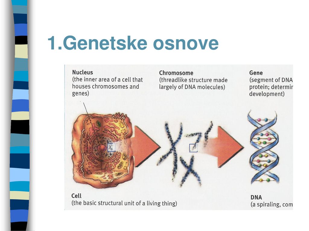 1.Genetske osnove