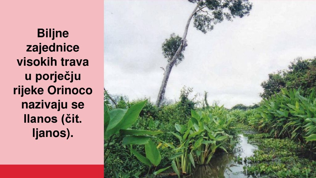 Biljne zajednice visokih trava u porječju rijeke Orinoco nazivaju se llanos (čit. ljanos).