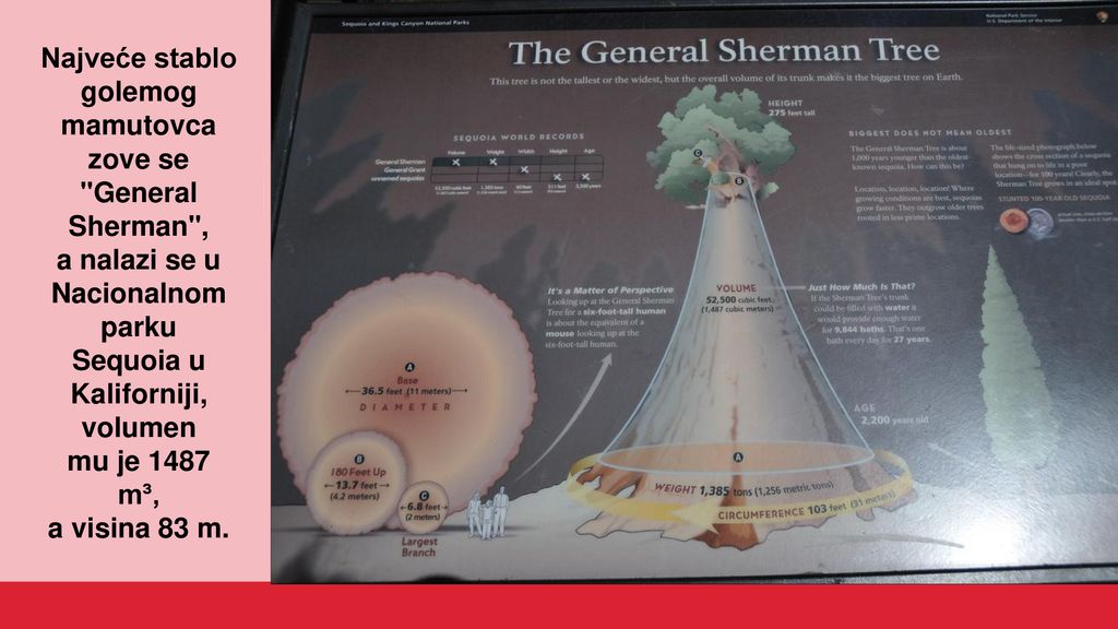 Najveće stablo golemog. mamutovca. zove se. General. Sherman , a nalazi se u. Nacionalnom. parku.